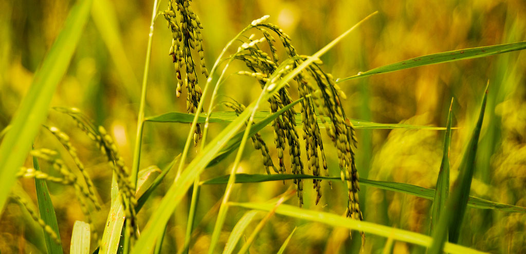 معرفی و فروش عمده برنج اشرفیه درجه 1