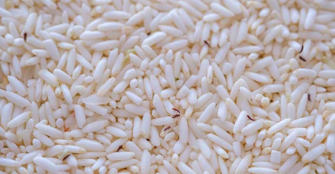 راه های از بین بردن شپشک برنج 