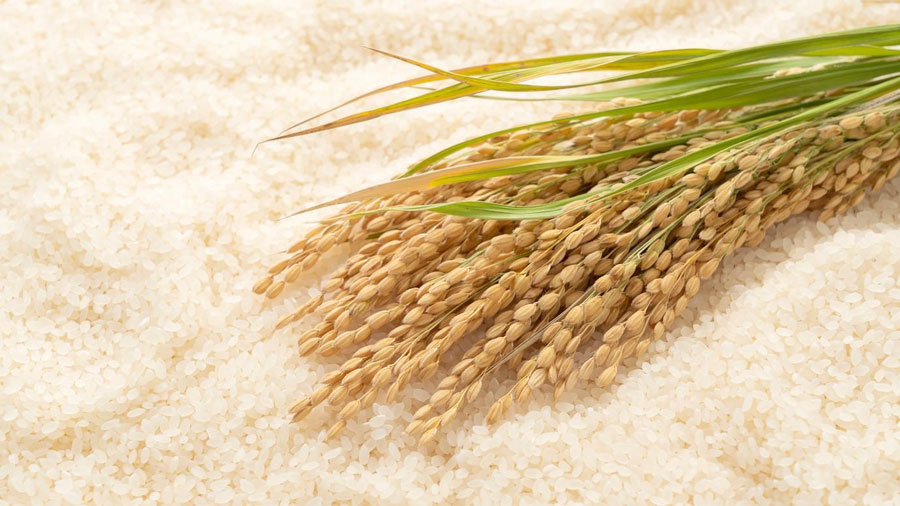 خرید برنج ایرانی با کیفیت