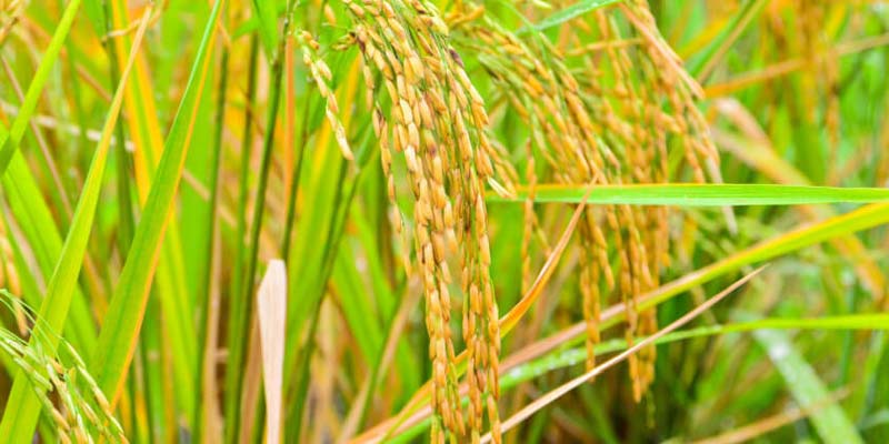خرید برنج از تولید کننده