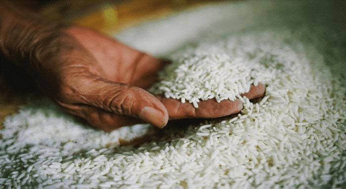 عرضه عمده برنج به طور مستقیم